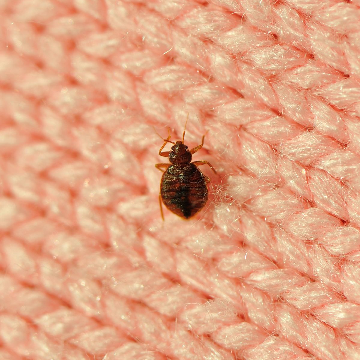 Effective Bed Bug Mattress Cover Cleaning: A Step-by-Step Guide