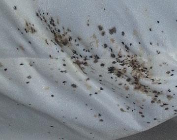 What Do Bed Bugs Look Like On Sheets?